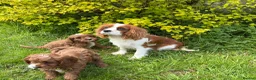 Cavapoo dogs for sale: Red F1 Cavapoo Puppies - Advert 8
