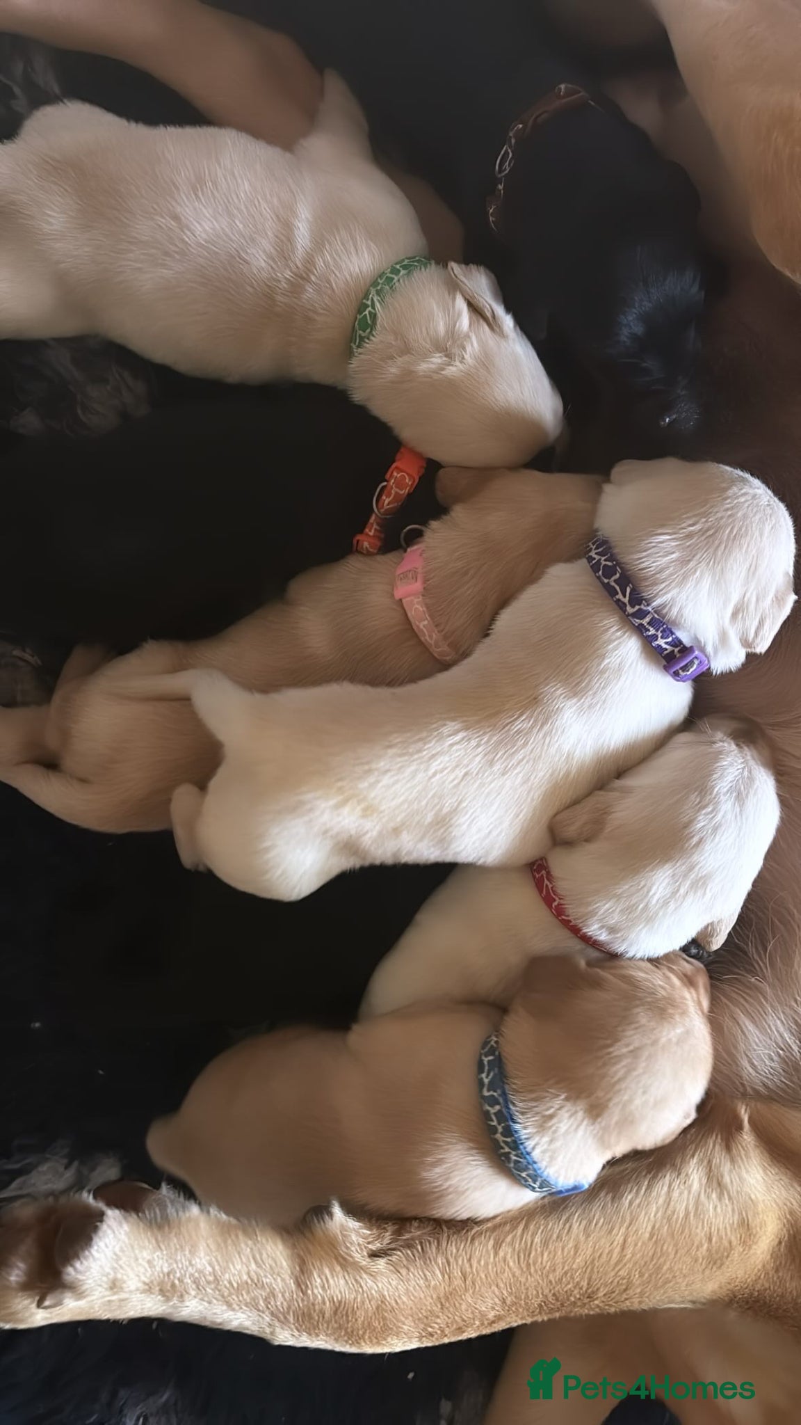 Labrador Retriever dogs Stunning, Health Tested Parents, KC Lab Puppies - Advert 2