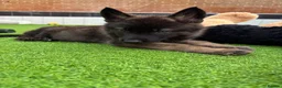 Mixed Breed dogs for sale: Nayas - Advert 16