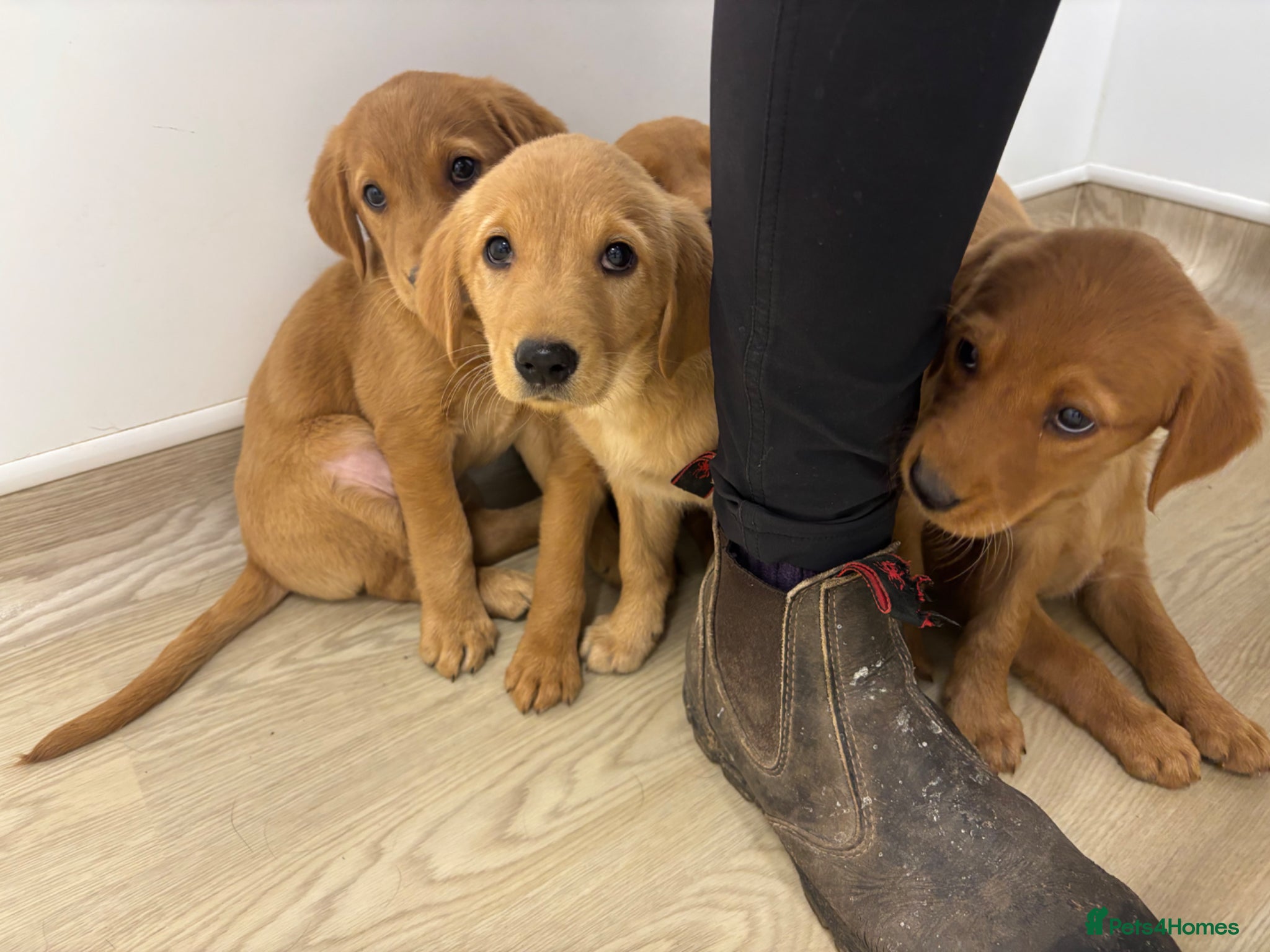 Goldador dogs ⭐️READY TO LEAVE⭐️F1 Goldadors Puppies⭐️ - Advert 1