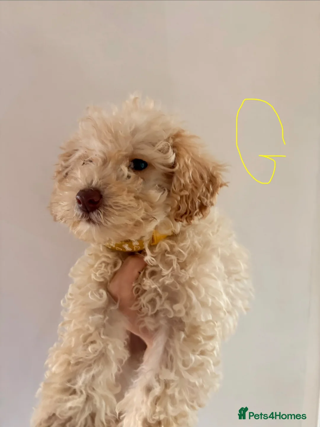 Miniature Poodle dogs for sale: Miniature poodle pups ready for their forever home - Advert 2