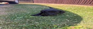 Springador 3