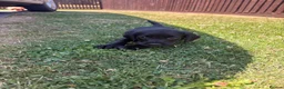 Springador dogs for sale: Springador Puppies🐶 in Corwen - Advert 11
