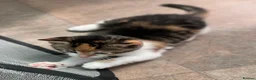 Domestic Shorthair cats for sale:     Beautiful kittens Looking for Loving Homes - Advert 9
