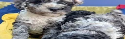Poodle dogs for sale: Exceptional 2 boys & 2 girls Poodle Puppies  in Coventry - Advert 6