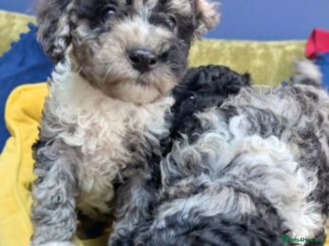 Poodle dogs for sale: Exceptional 2 boys & 2 girls Poodle Puppies  in Coventry - Advert 6