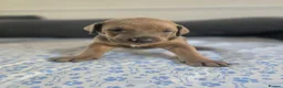Mixed Breed dogs for sale: Doberman mix  in Nottingham - Advert 26