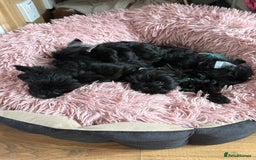 Yorkshire Terrier dogs for sale:  2 left Yorkshire terrier Black Biewer Ready To go - Image 4