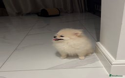 Pomeranian dogs for sale: Lovely Pomeranian Girl  - Image 4