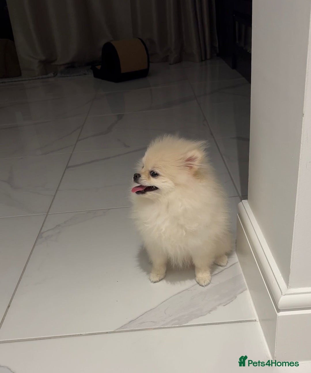 Pomeranian dogs for sale: Lovely Pomeranian Girl  - Image 4