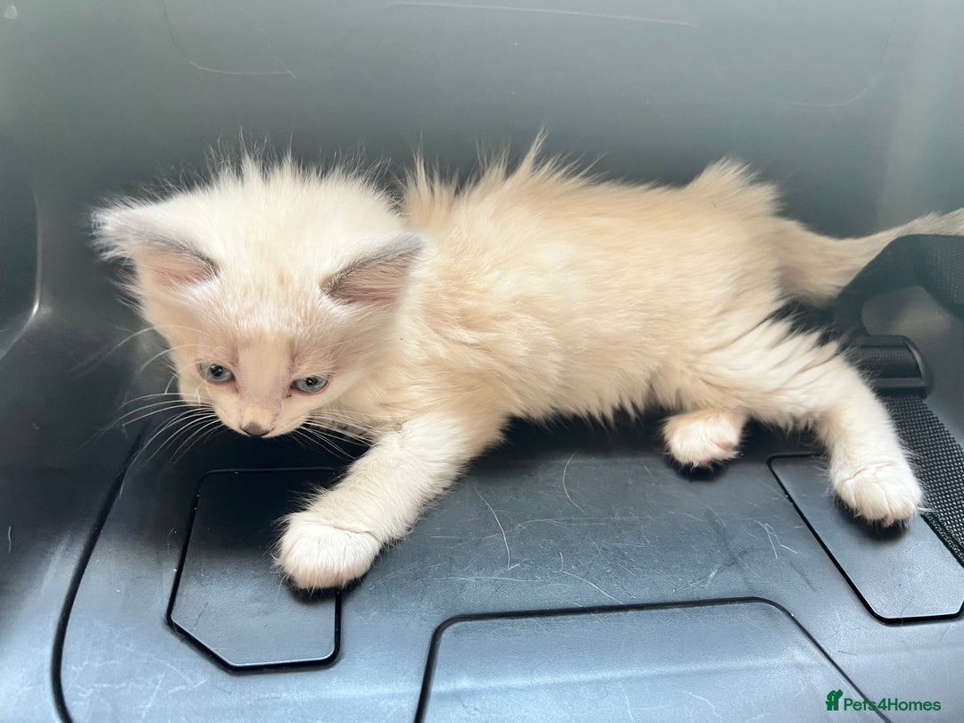 Ragdoll cats for sale: Ragdoll Kittens - Image 6