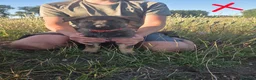 German Shepherd dogs for sale: Working line german shepherd puppies - Advert 33