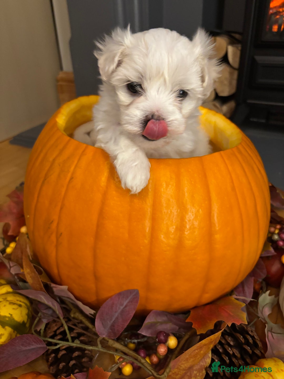 Maltese dogs for sale: ✨Adorable Maltese Puppies – Ready now!   ✨ - Advert 9