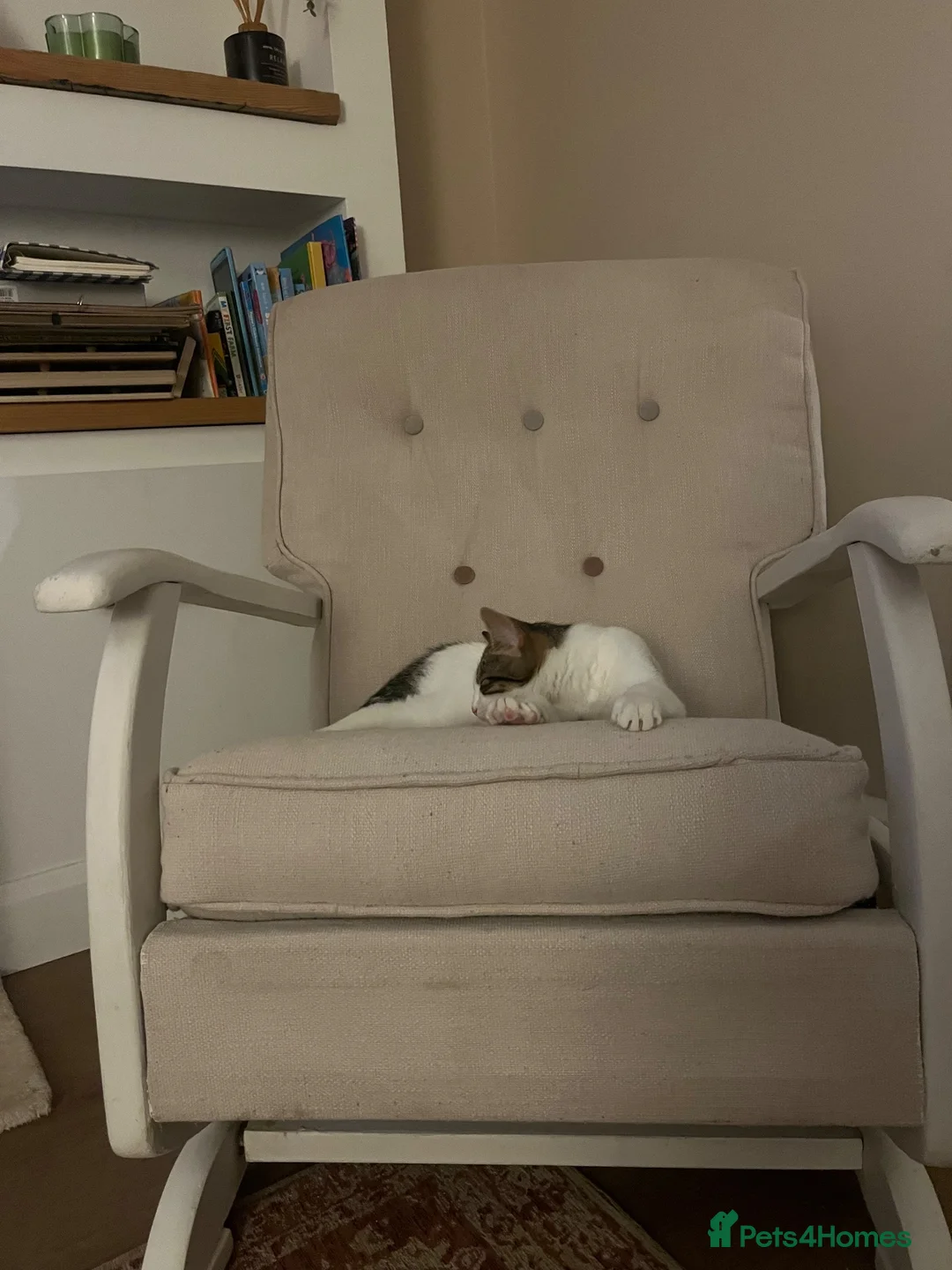 Domestic Shorthair cats for sale: Tabby and white cat  in Shipston-on-Stour - Advert 2