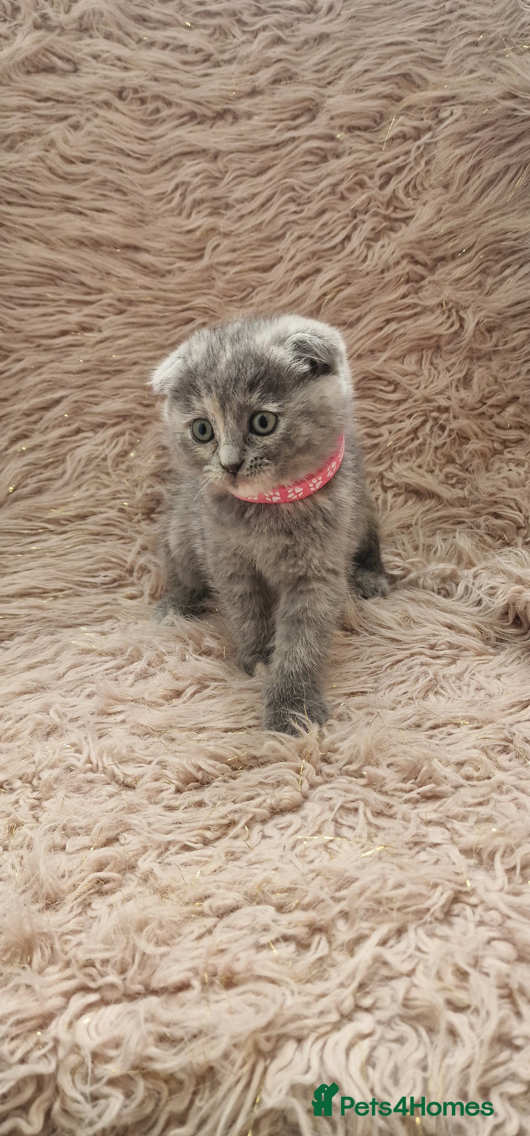 Scottish Fold cats for sale: Scottish fold british shorthair - Image 3