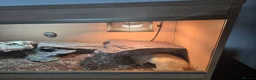 Leopard Gecko reptiles for sale: 2 albino leopard geckos and full enclosure  - Advert 7