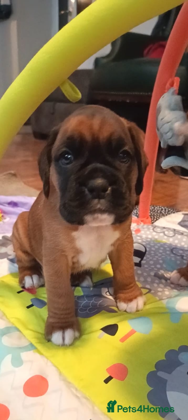 Boxer dogs Beautiful Boxer Pups - Advert 2