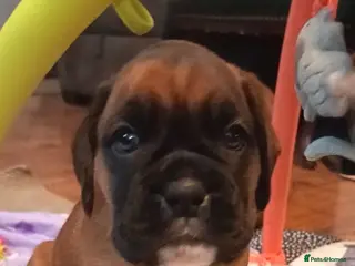 Boxer dogs Beautiful Boxer Pups - Advert 2