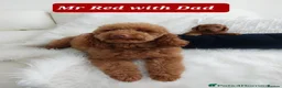 Miniature Poodle dogs for stud: Red Miniature poodle for STUD - Advert 3