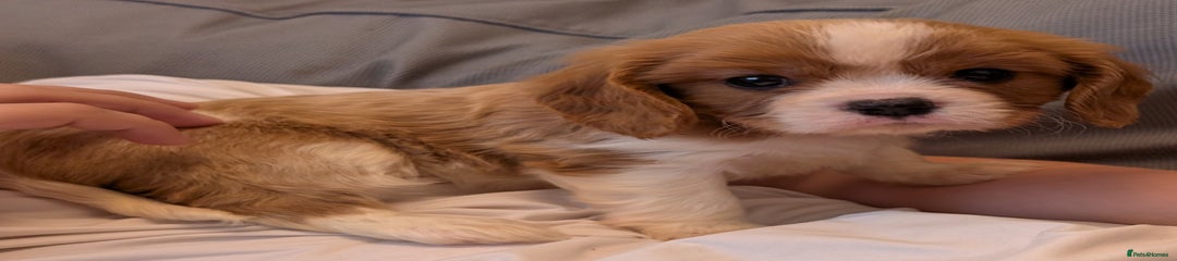 Cavalier King Charles Spaniel Puppy 3