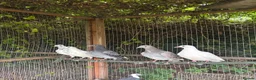 Pigeons birds for sale: Homing pigeons  - Advert 1