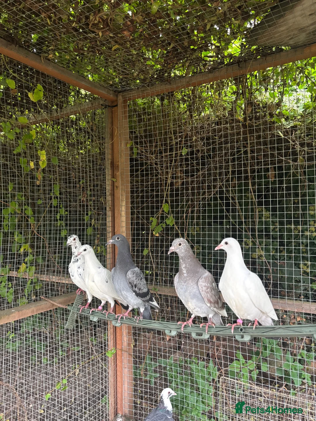 Pigeons birds for sale: Homing pigeons  - Advert 1