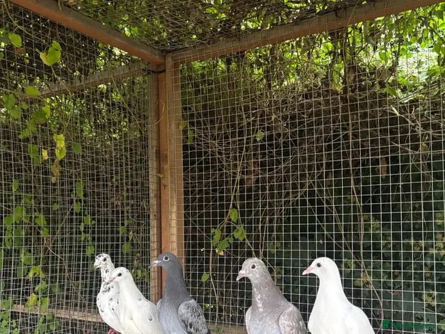 Pigeons birds for sale: Homing pigeons - Advert 1