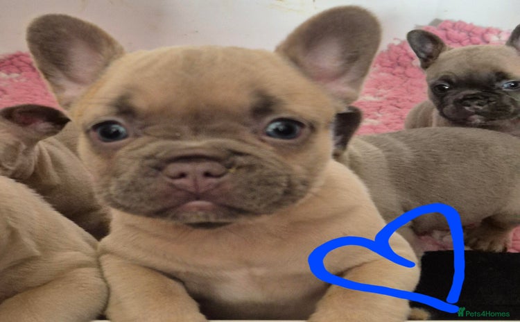 French Bulldog dogs - Advert 2