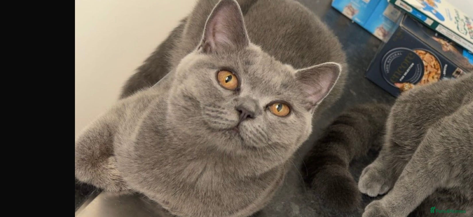 British Shorthair cats British shorthair X Russian blue viewing welcome  - Advert 7