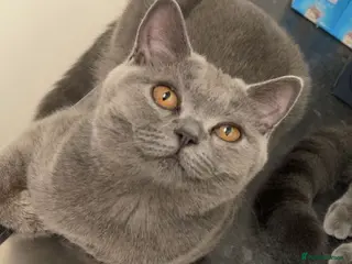 British Shorthair cats British shorthair X Russian blue viewing welcome - Advert 7