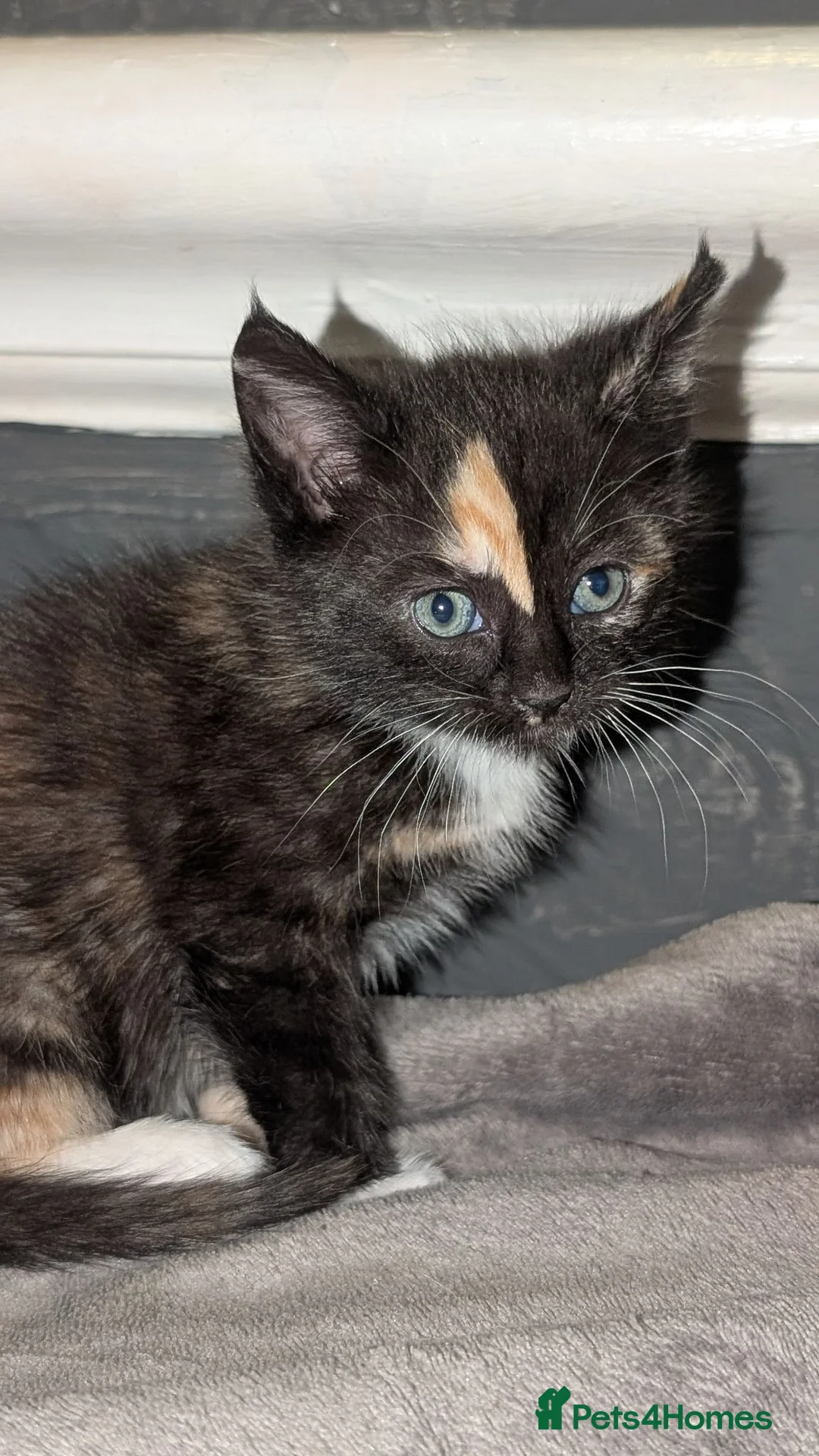 Domestic Shorthair cats for sale: 2 Beautiful Kittens in Southampton - Advert 2