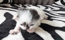 Mixed Breed cats for sale: Kittens  - Image 10