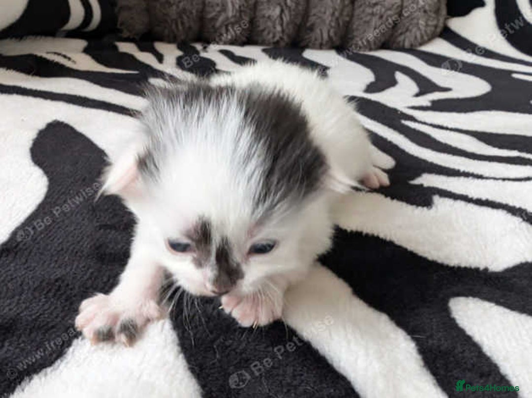 Mixed Breed cats for sale: Kittens  - Image 10