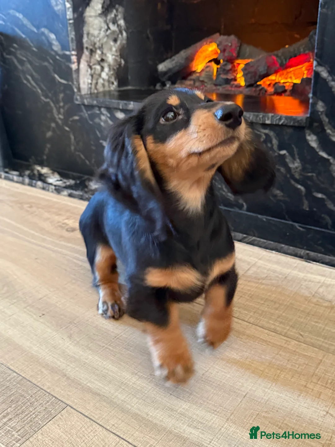 Miniature Dachshund dogs for sale: KC registered miniature dachshund long haired - Advert 7