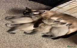 Siamese cats for sale: Last 2 Gorgeous Siamese Boys  - Image 5
