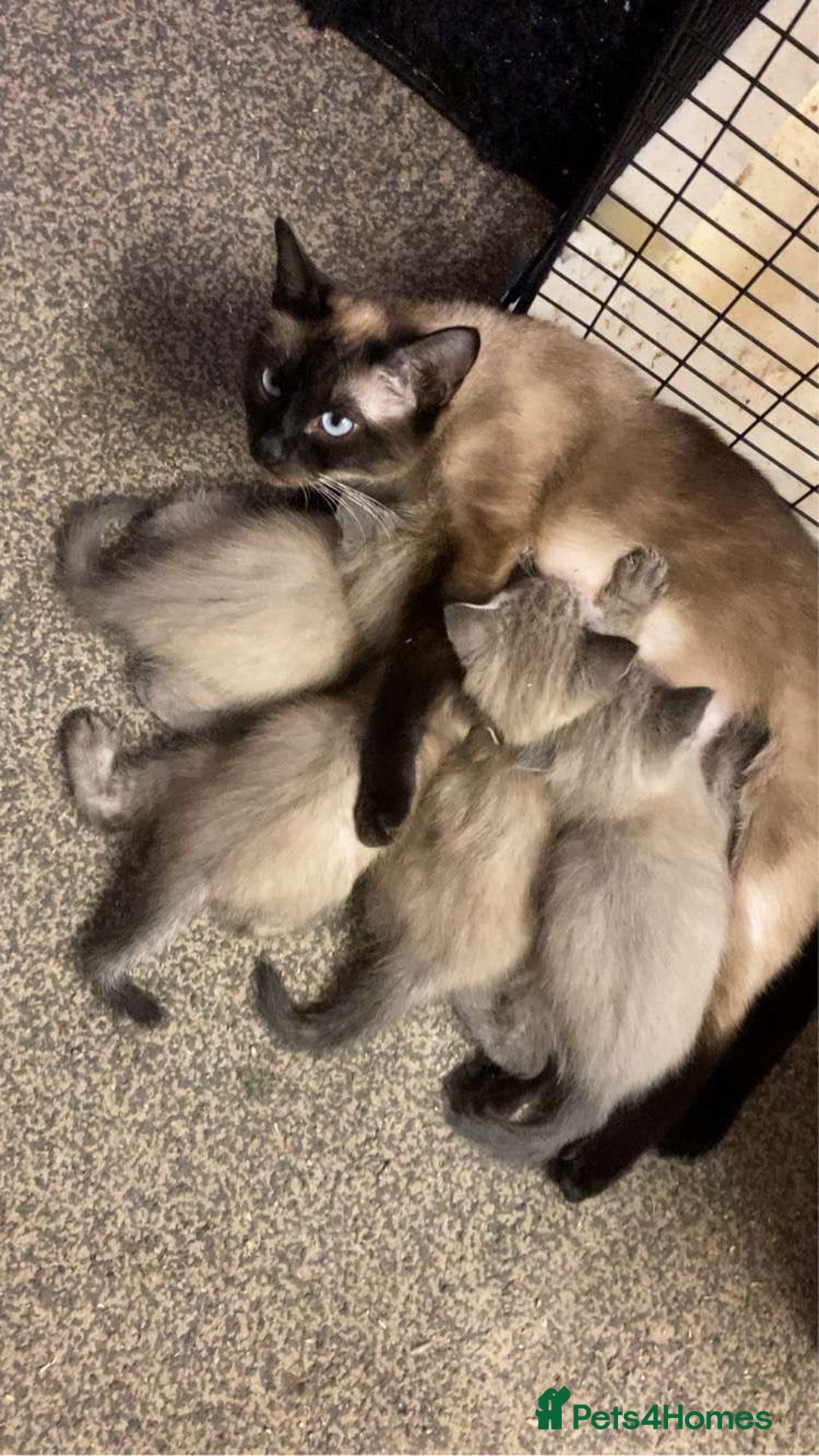 Siamese cats for sale: Last 2 Gorgeous Siamese Boys  - Image 5