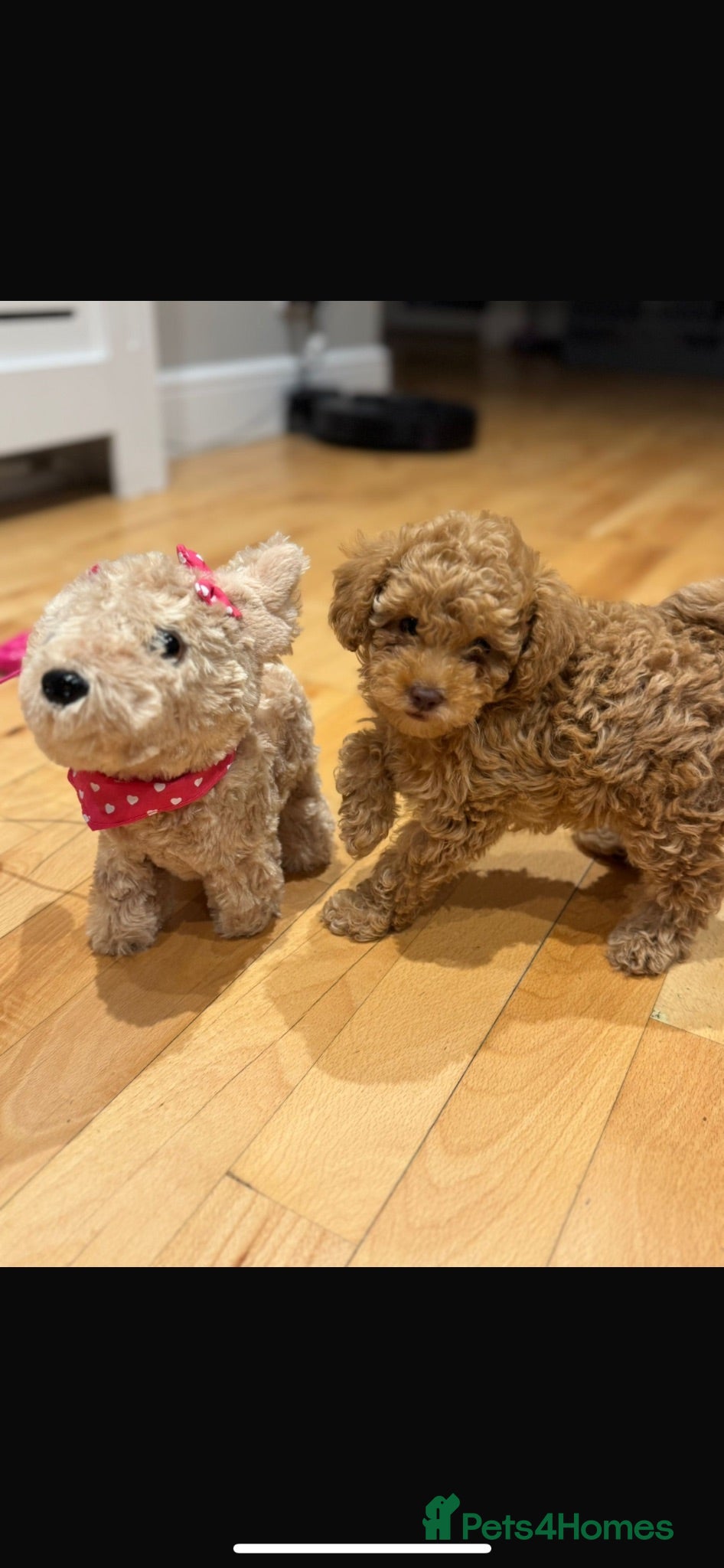 Toy Poodle dogs Toy poodle  - Advert 6