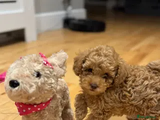 Toy Poodle dogs Toy poodle - Advert 6