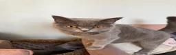 British Shorthair cats for sale: Six Lovely British Shorthair Kittens - Advert 2