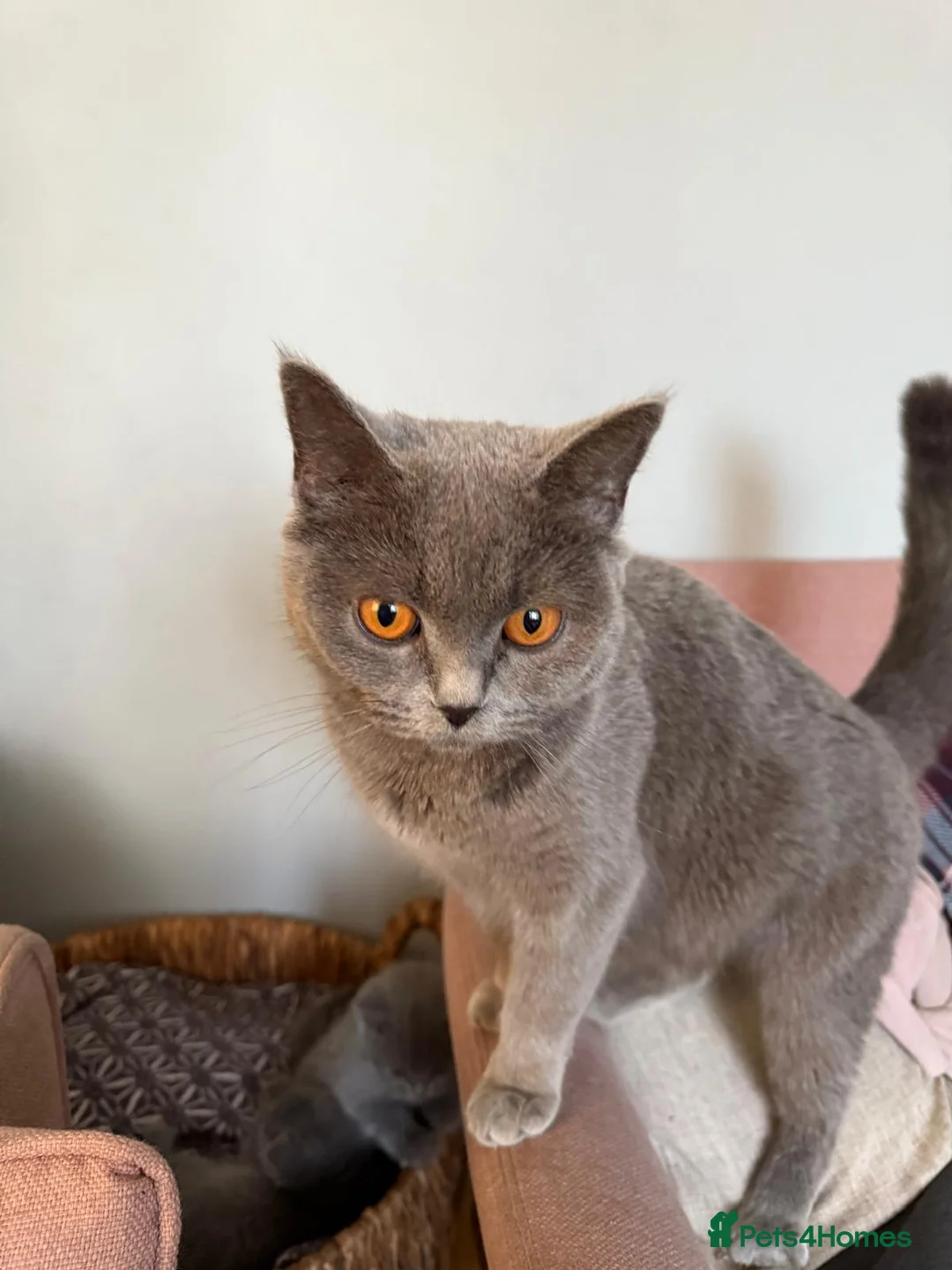 British Shorthair cats for sale: Six Lovely British Shorthair Kittens - Advert 2