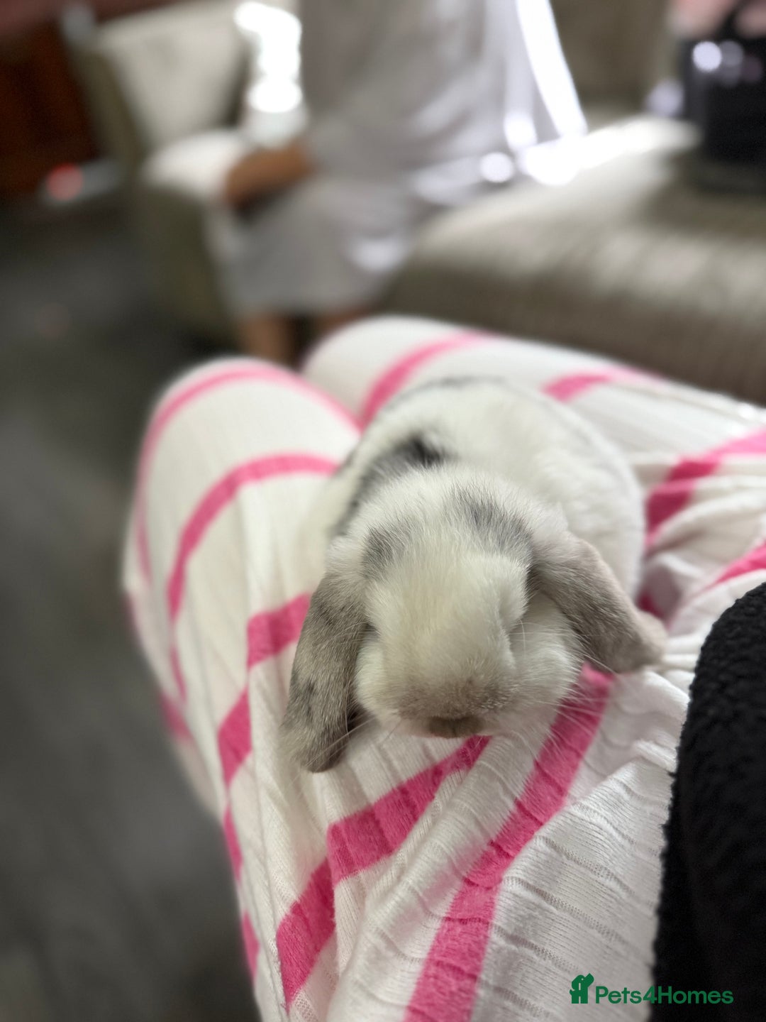 Mini Lop rabbits for sale: VACCINATED 2 Bucks Mini lops 🩵 - Image 13