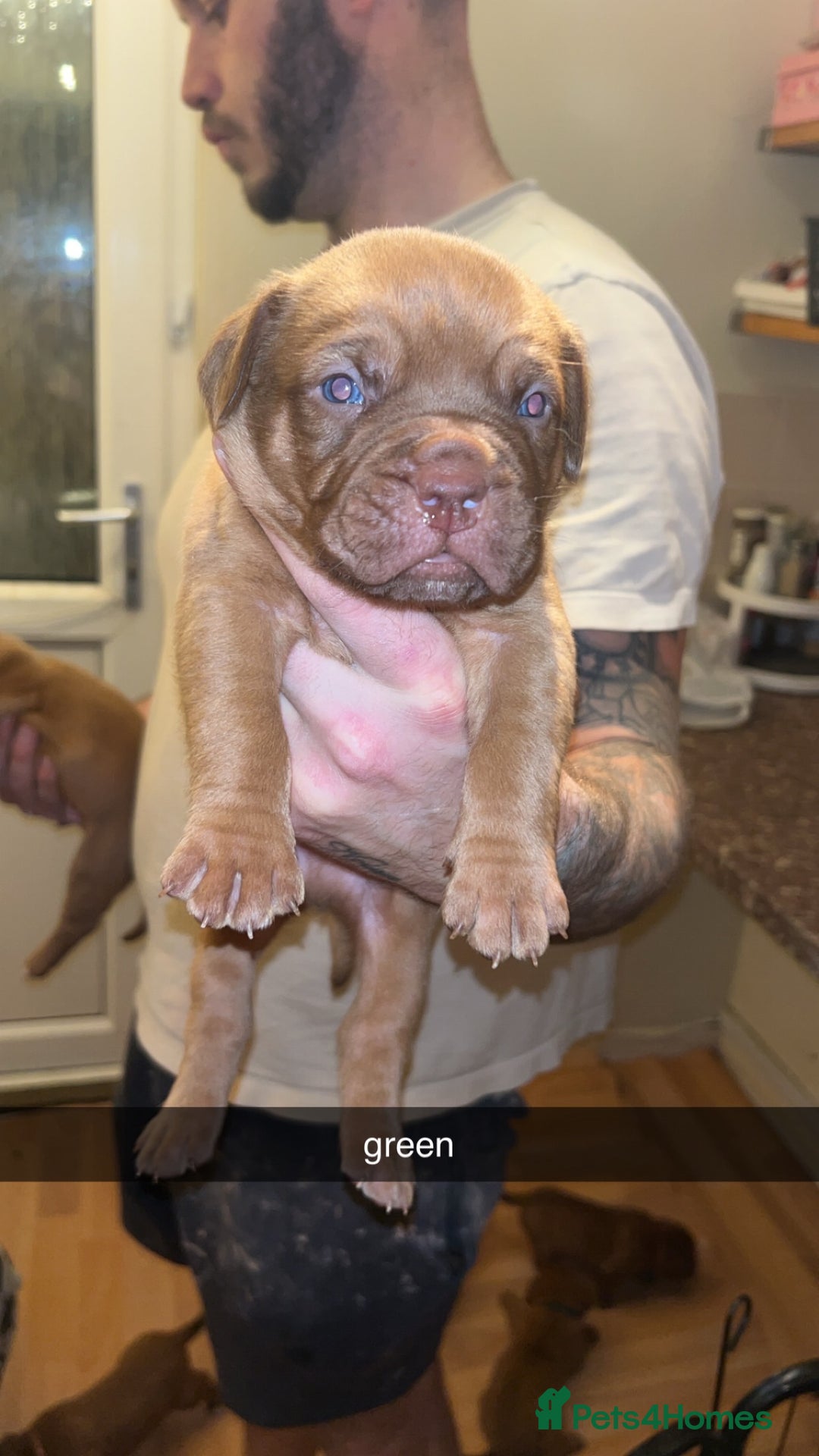 Dogue De Bordeaux dogs for sale: Dogue De Bordeaux Puppies For Sale - Advert 5