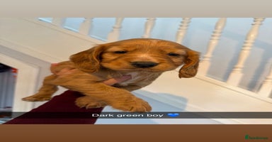 Cocker Spaniel dogs - Advert 10