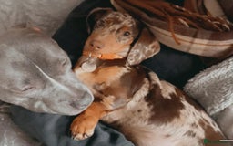 Mixed Breed dogs for sale: Re homing my dogs - Image 7