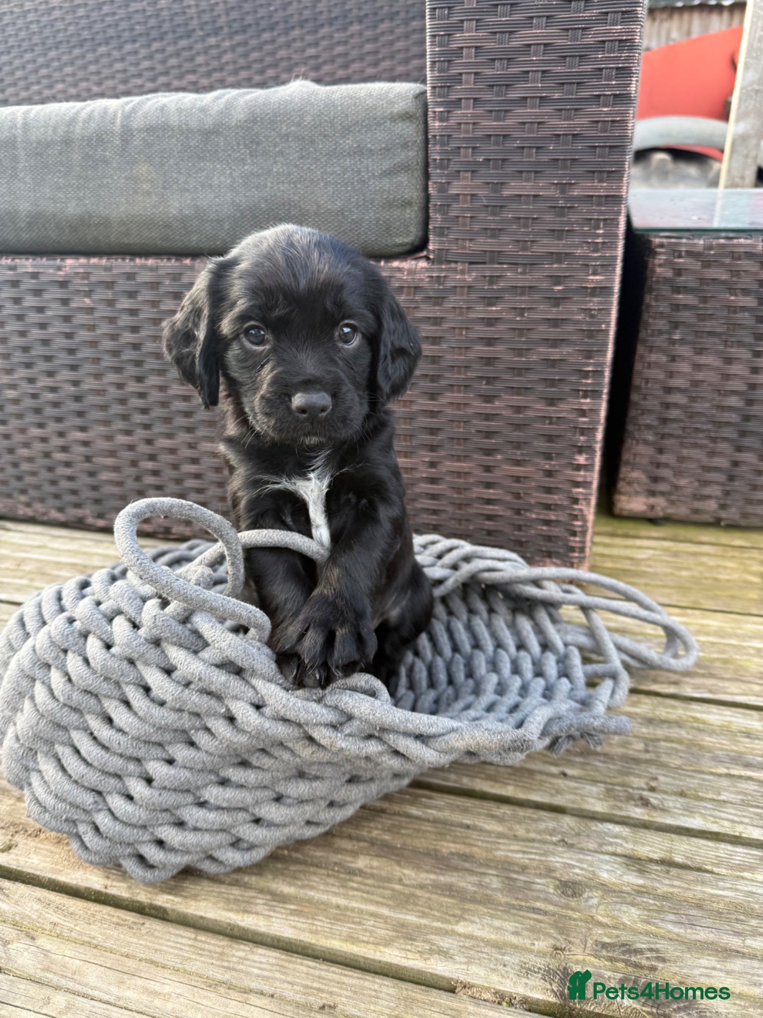 Sprocker dogs Black Sprocker Spaniel Puppies – Working Parents - Advert 1