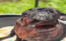 Pug dogs for sale: Puppies - Image 12