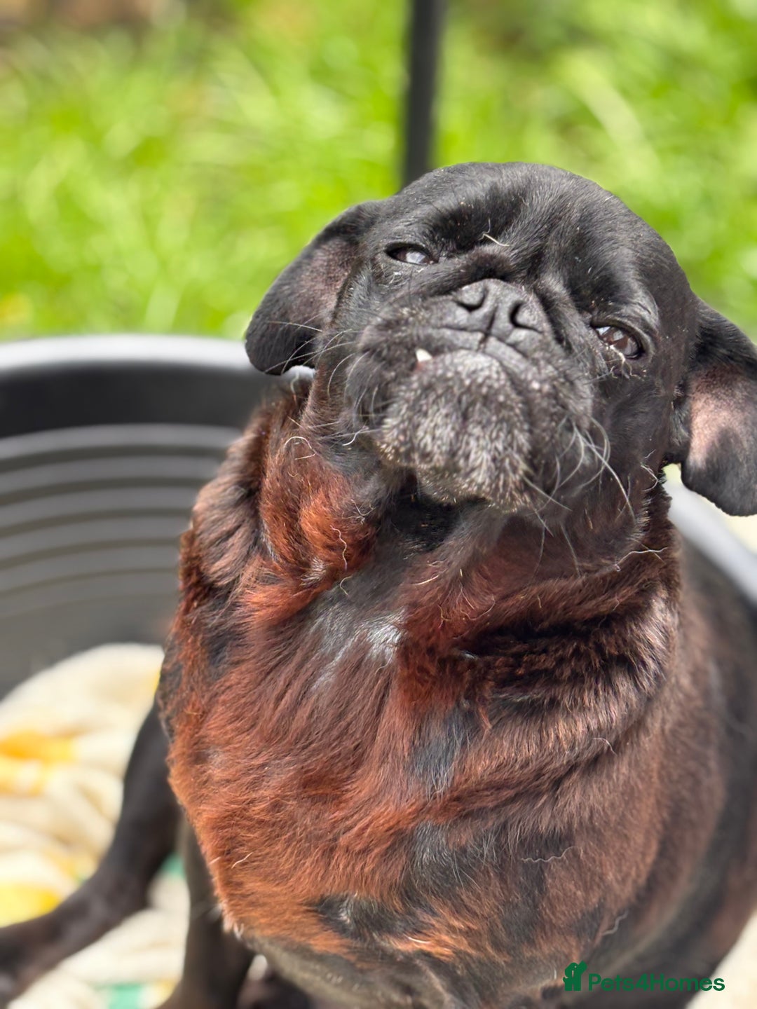Pug dogs for sale: Puppies - Image 12