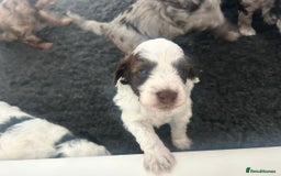 Cockapoo dogs for sale: Lyn Marie Pressley  - Image 11