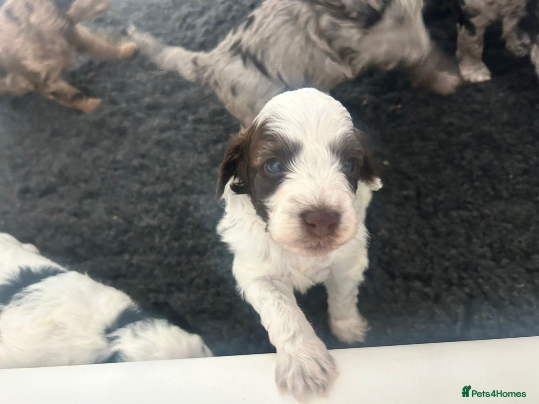 Cockapoo dogs for sale: Lyn Marie Pressley  - Image 11
