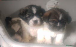 Mixed Breed dogs for sale: Lovely little shitzu cross puppies  - Image 7